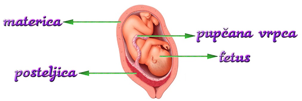 Organa stomaku slike u raspored Ultrazvuk abdomena